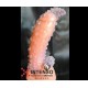 FUNDA CON CURVATURA PARA PUNTO G Y VIBRADOR